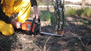 Trusted Montegut, LA Tree Services Experts