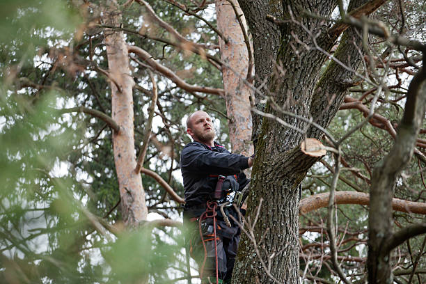 How Our Tree Care Process Works  in  Montegut, LA